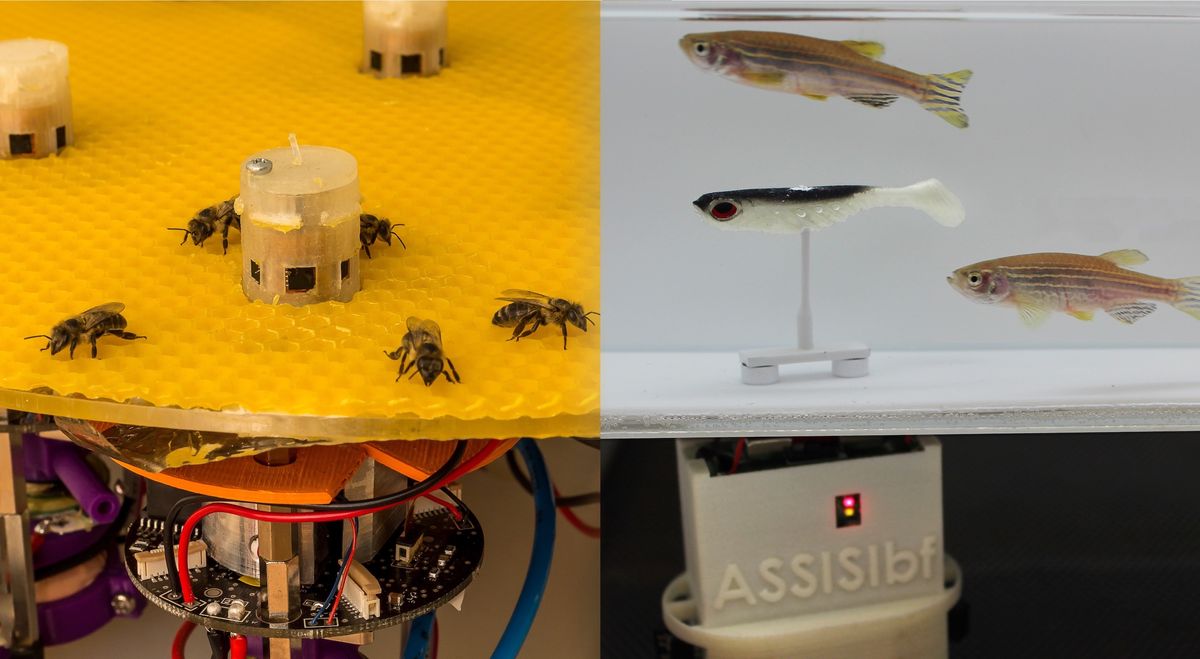 Robots Help Bees Talk to Fish