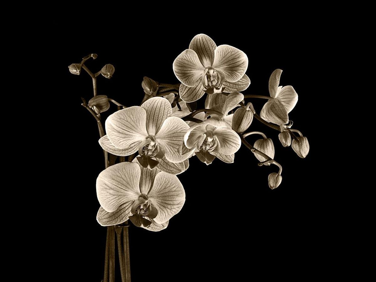 Sepia image of flowers