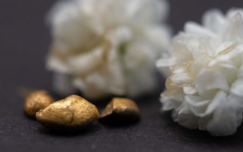 Several pieces of gold nugget on a dark surface in front of two white flowers that dwarf them.