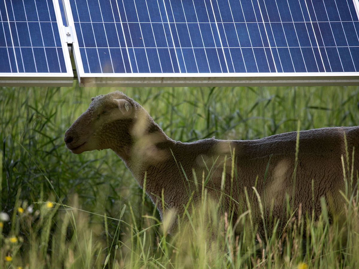 Sheep provided by a local 4-H club help with vegetation management at a solar array owned by the Eau Claire Electric Co-op in Wisconsin.