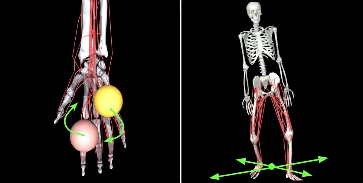 Side-by-side illustrations of a skeletal hand holding two balls, and a skeletal human body with green arrows pointing away from their feet