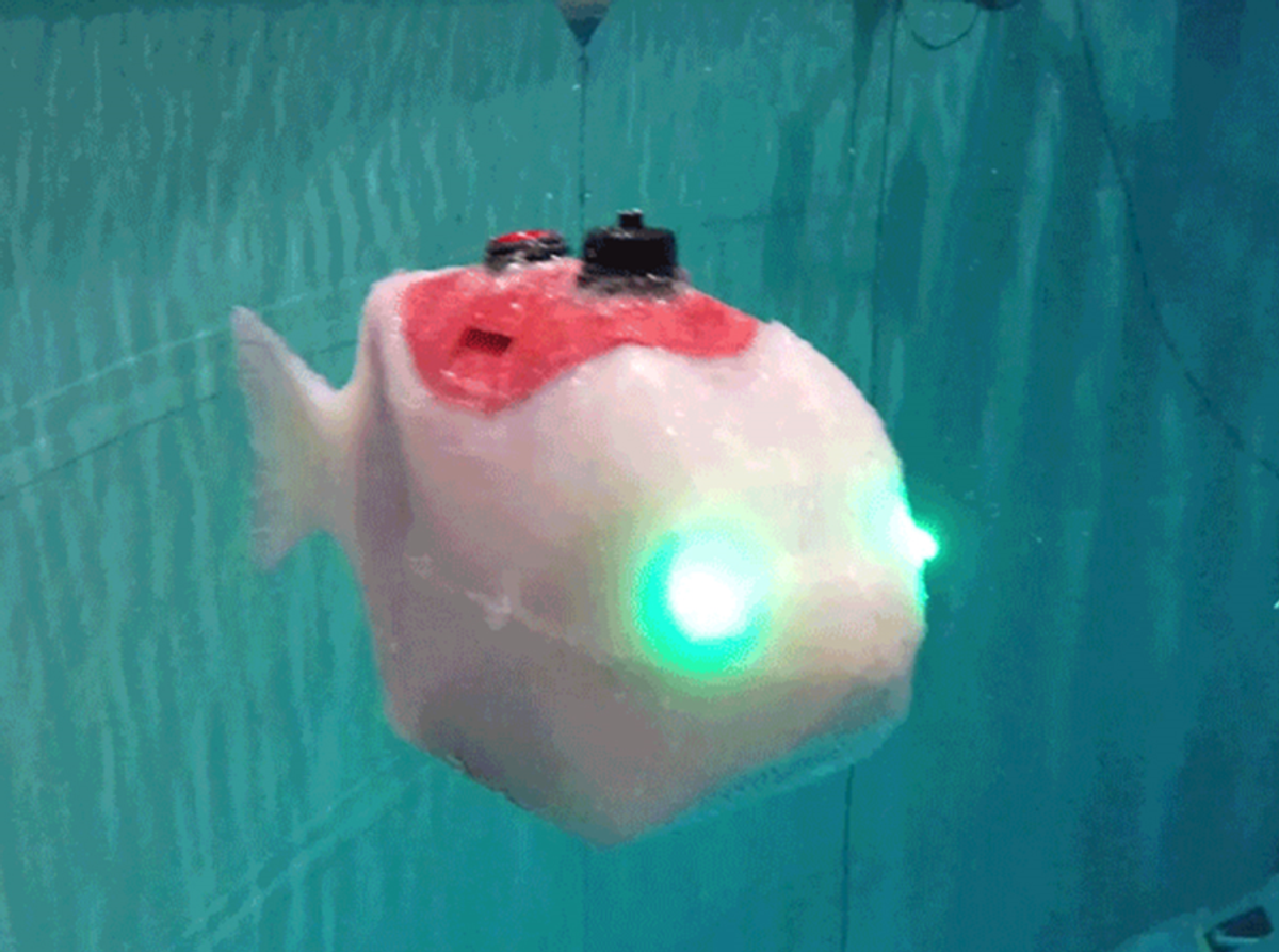Small white robot shaped like a fish moves back and forth underwater to propel itself forward while its LED eyes blink between blue and green