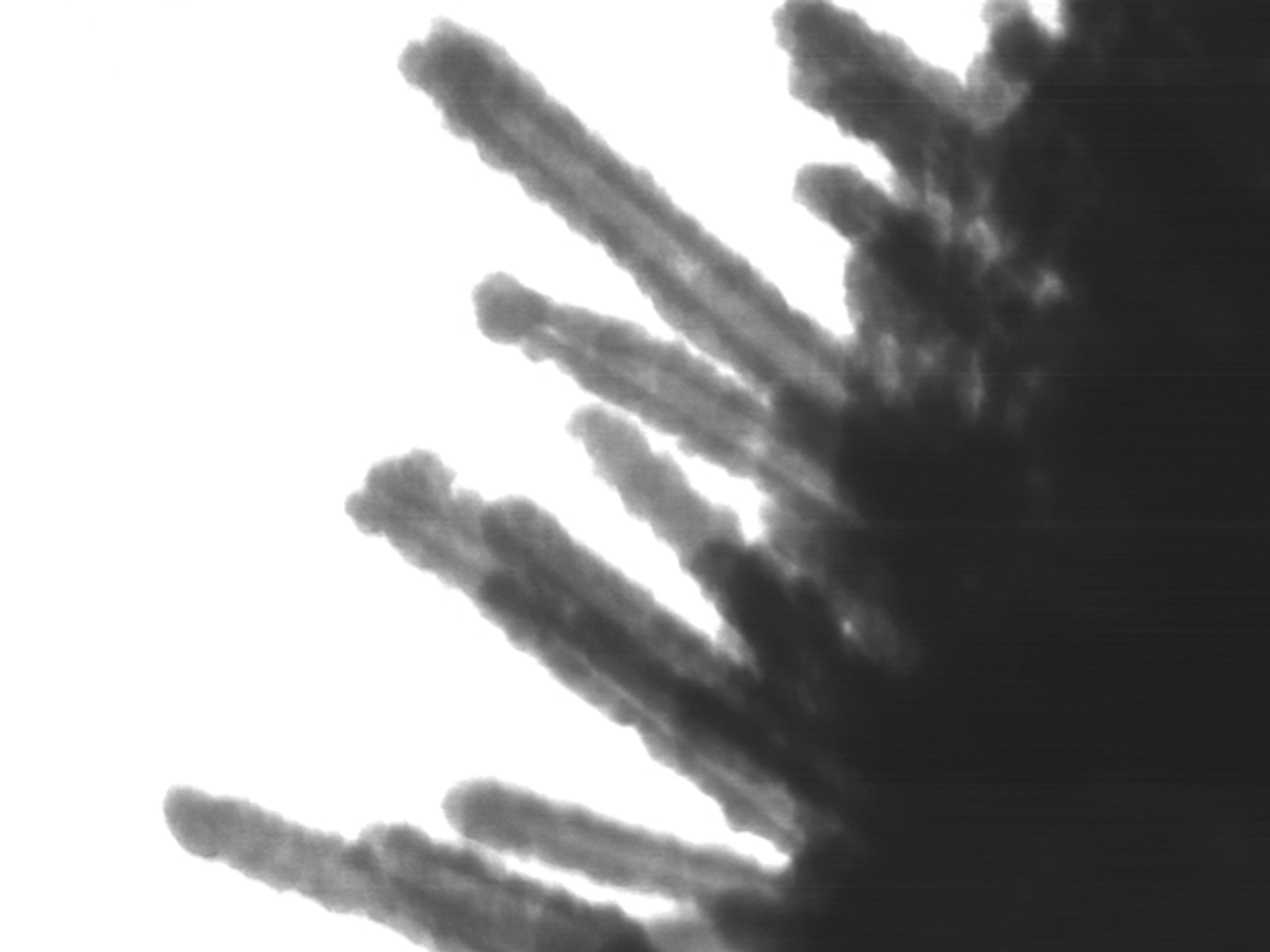 TEM image of sulphur-filled PPy-MnO2 coaxial nanotubes.