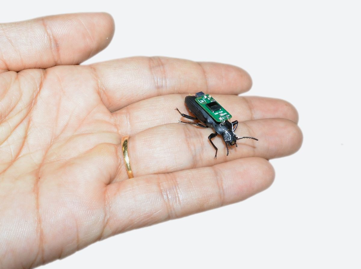 The smallest, most controllable cybernetic insect we've seen so far