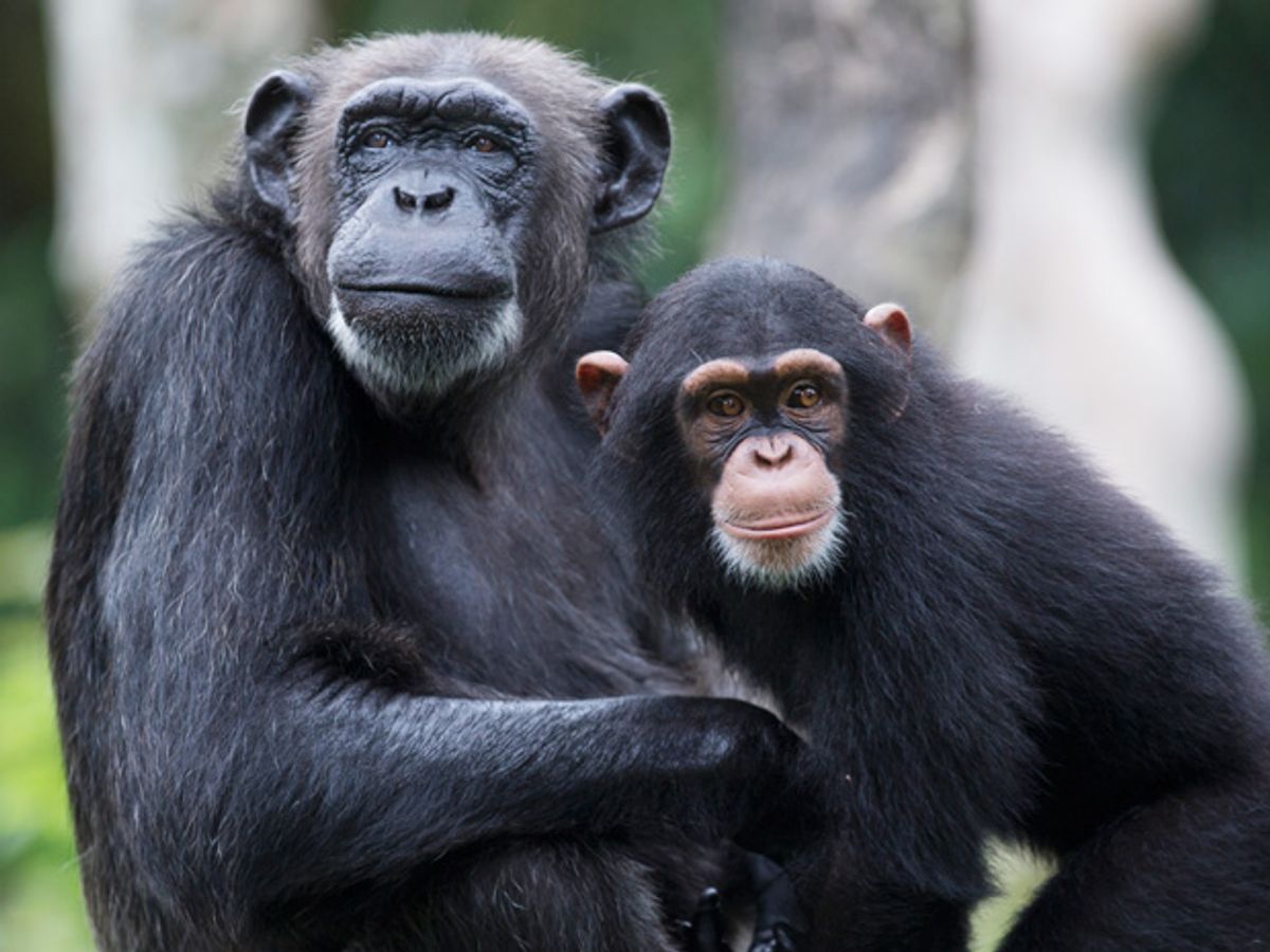Study Reveals Chimpanzees' Curiosity about Robots