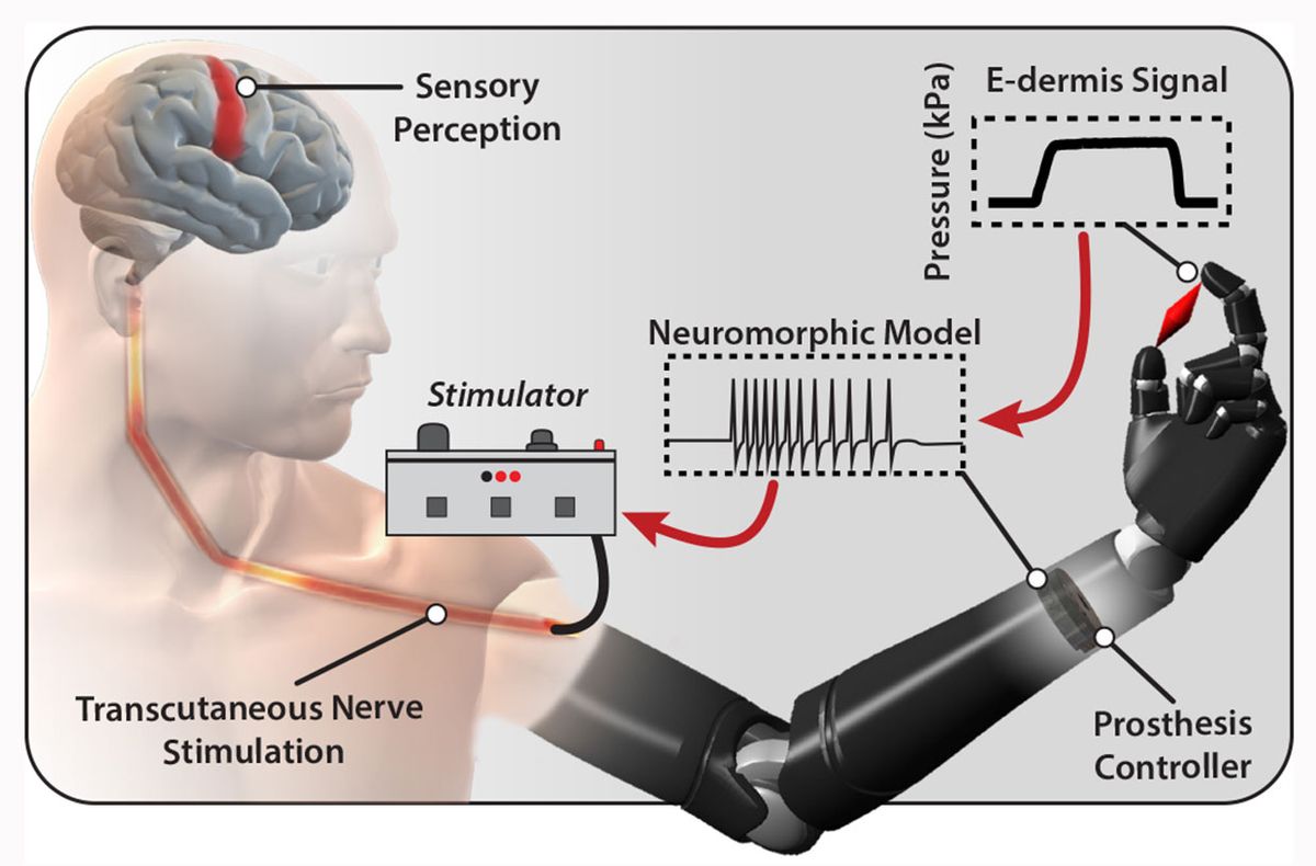 This graphic shows the process by which signals move from the e-dermis to the nervous systems of the wearer. 
