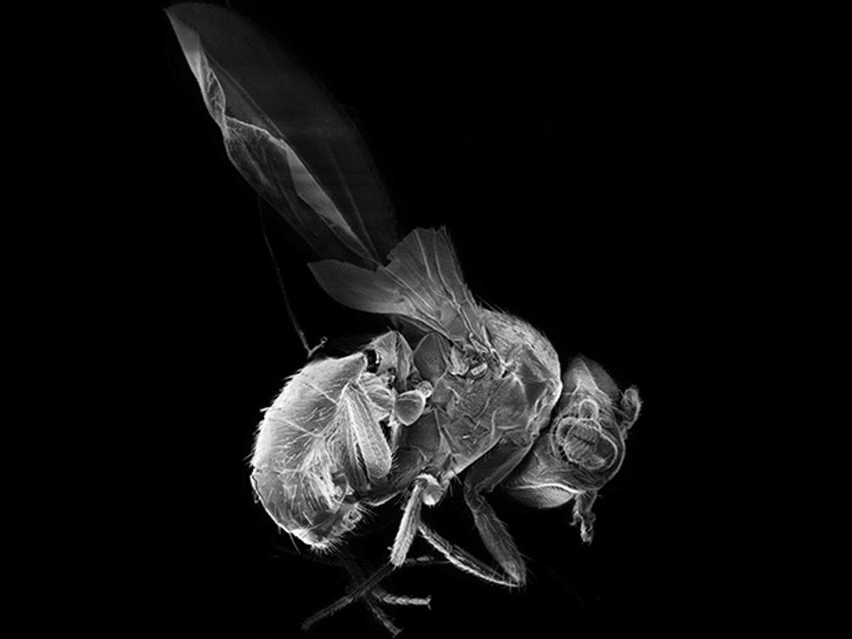 Scientists Control a Fly’s Heart With a Laser
