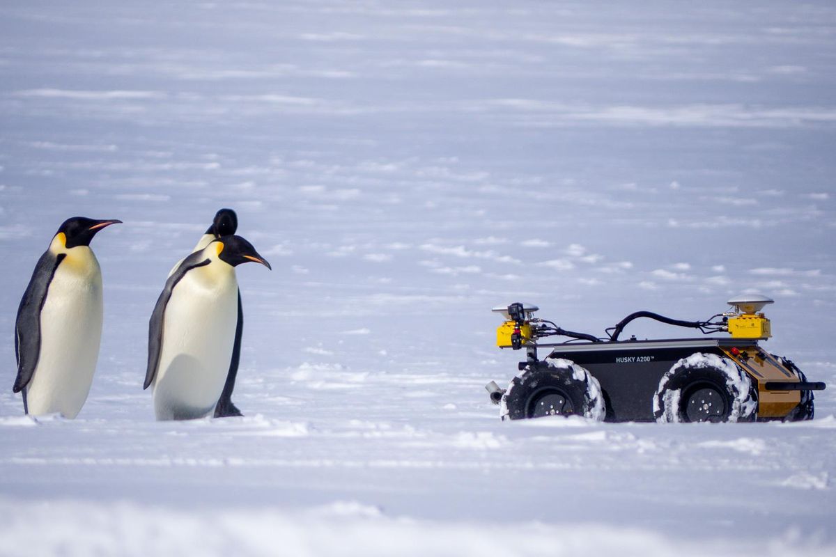 three emperor penguins stand in front of a small yellow wheeled robot in a snowy landscape