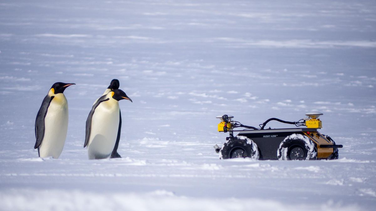 Three emperor penguins stand in front of a small yellow wheeled robot in a snowy landscape