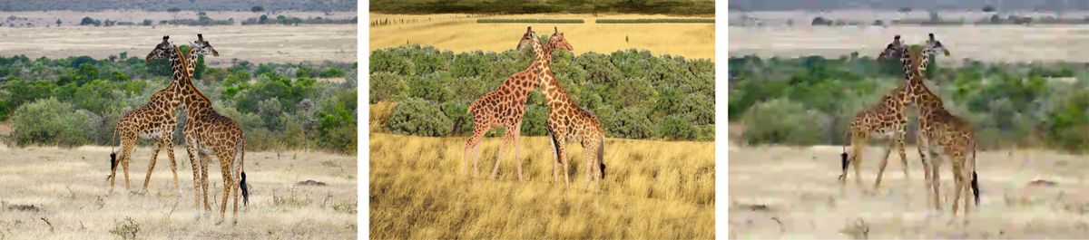 Three images showing two giraffes in each