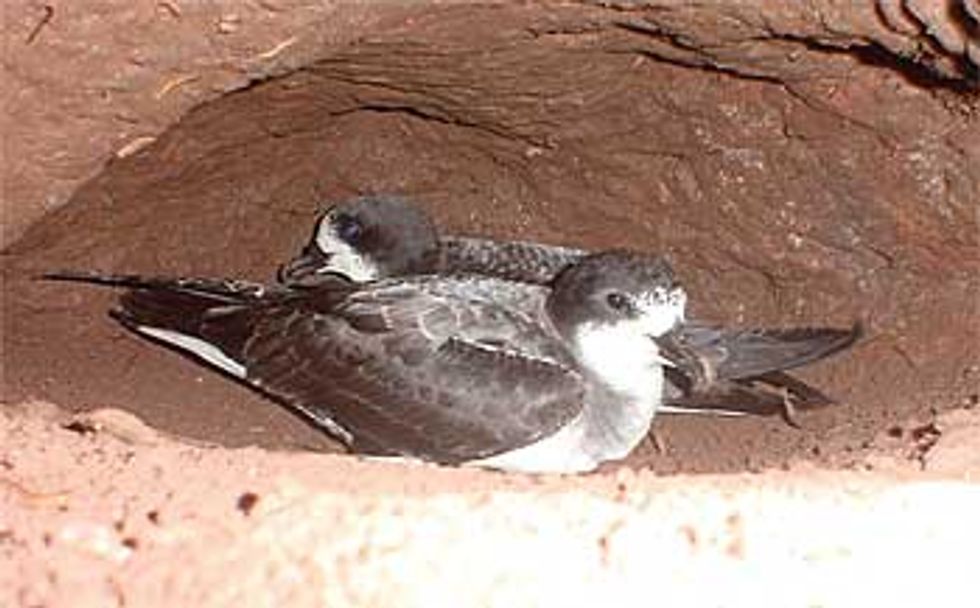 two birds in a burrow in the ground on the San Cristobal island