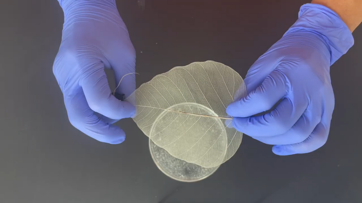 Two blue gloved hands hold the skeleton of a leaf above a petri dish