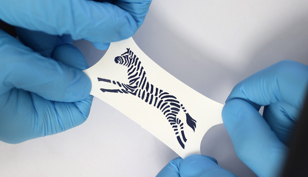 Two hands in rubber gloves stretching a sheet with a zebra on it.
