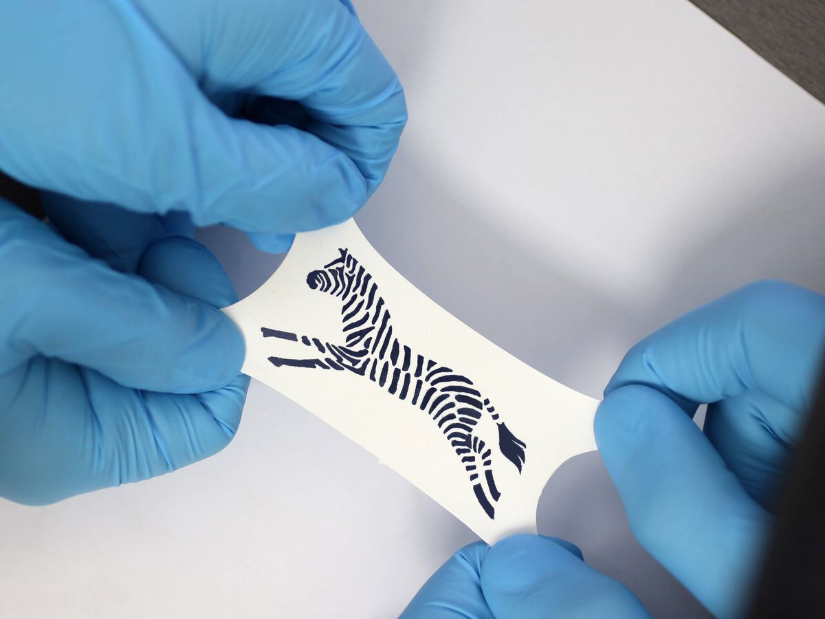 two pairs of blue gloved hands stretching a white object with a zebra printed