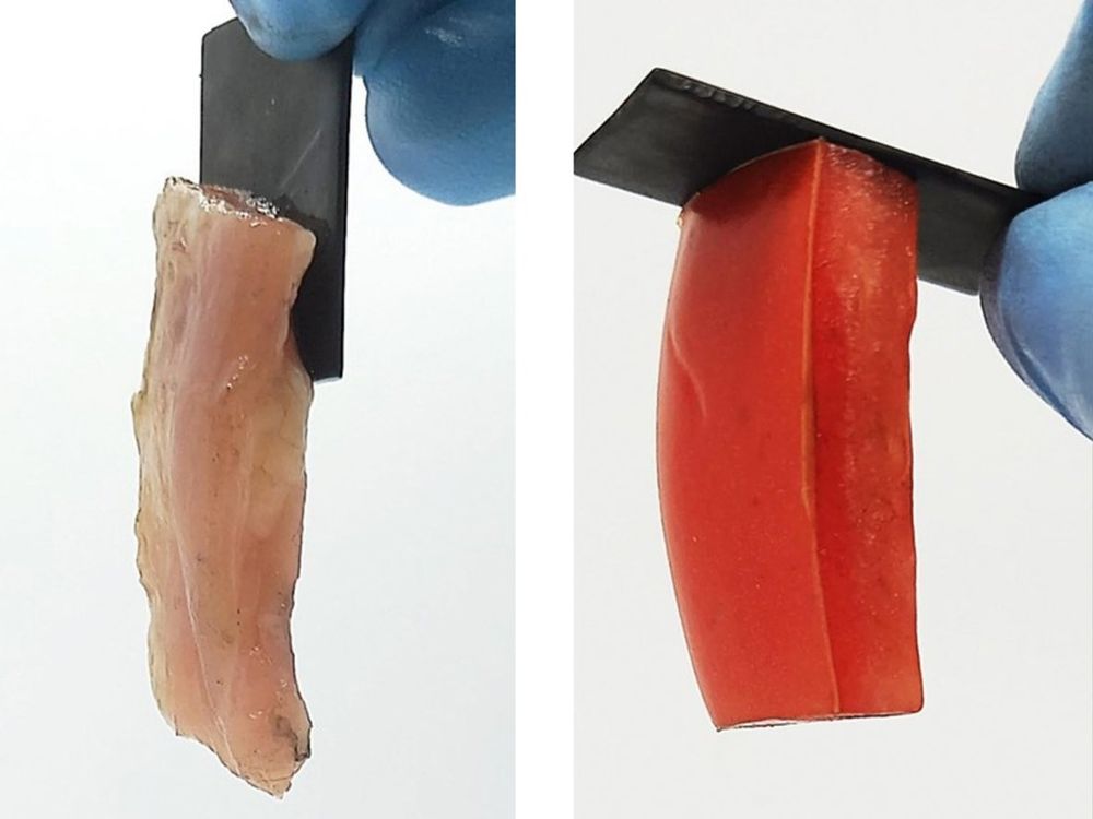 Two photos show raw chicken and a piece of tomato sticking to a black rectangular material as they hang down under the force of gravity