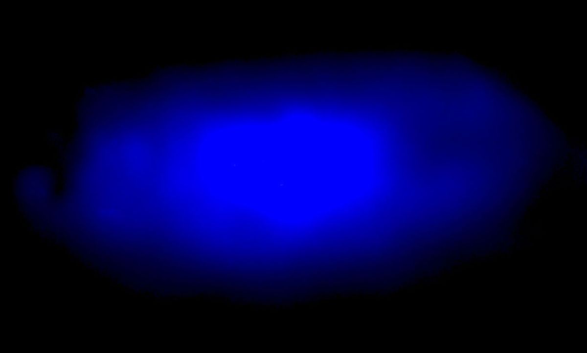 UC Berkeley chemists created a type of halide perovskite crystal that emits blue light