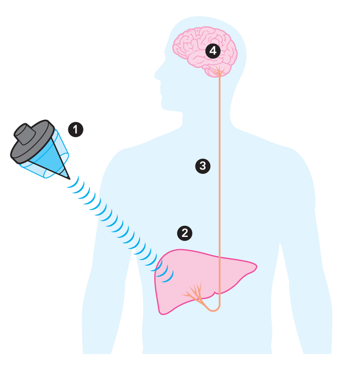 Ultrasound scan diagram showing brain-liver connection through neural pathways.