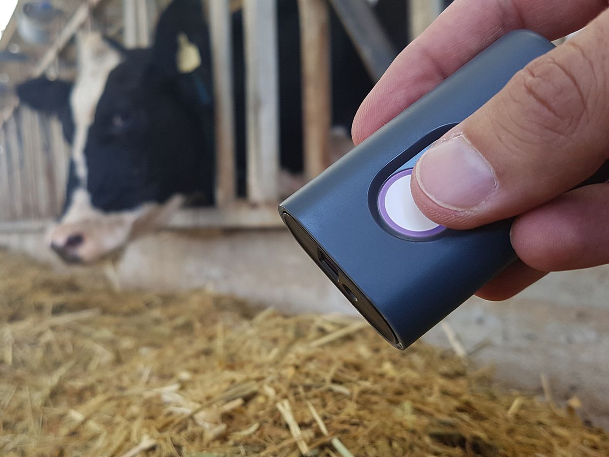 Using a SCiO from Consumer Physics to scan hay in a barn with a cow in the background 