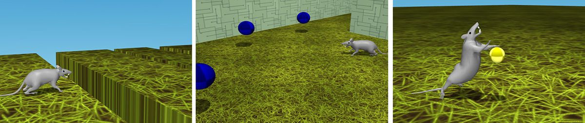 Visualization of three tasks the virtual rodent trained to solve, from left: jumping over gaps, foraging in a maze, and touching a ball twice with a forepaw with a precise timing interval between touches.