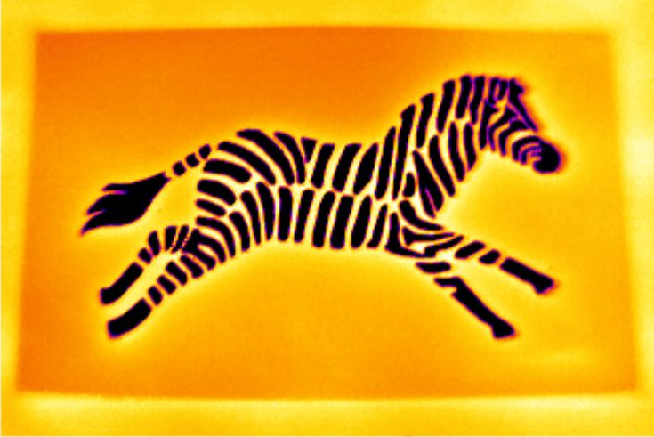 зебра на оранжевом фоне